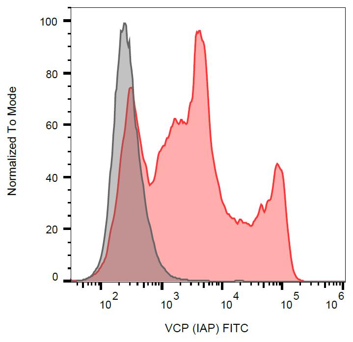 FITC Conjugated Anti-VCP Monoclonal Antibody (Clone:Hs-14)