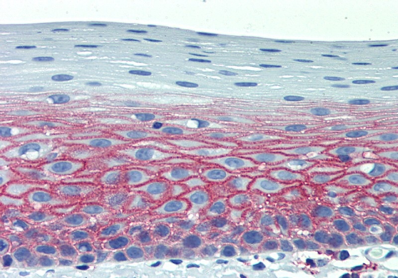 Anti-CD9 Monoclonal Antibody (Clone:EM-04)-FITC Conjugated