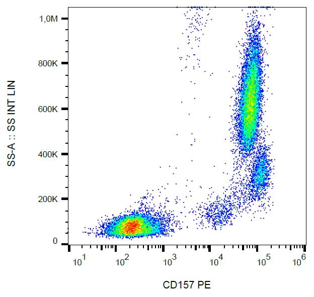 Anti-CD157 Monoclonal Antibody (Clone:SY11B5)-PE Conjugated