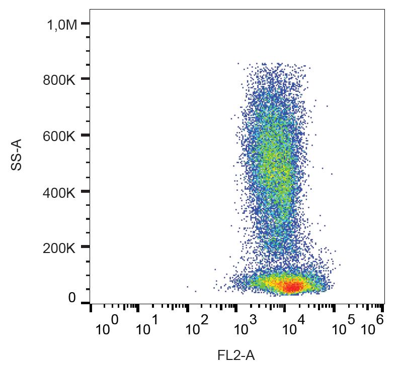 Anti-CD184 / CXCR4 Monoclonal Antibody (Clone:12G5)-PE Conjugated