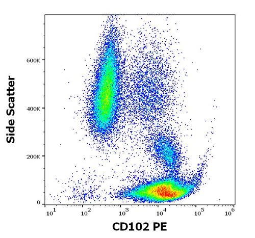 PE Conjugated, Anti-CD102 / ICAM-2 Monoclonal Antibody (Clone:CBR-IC2/2)