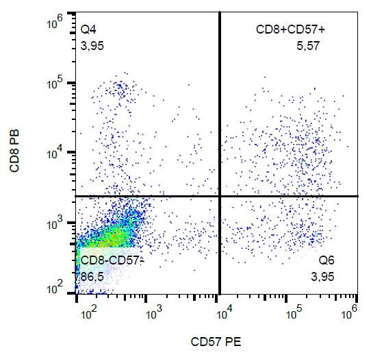 Anti-CD57 Monoclonal Antibody (Clone:TB01)-PE Conjugated