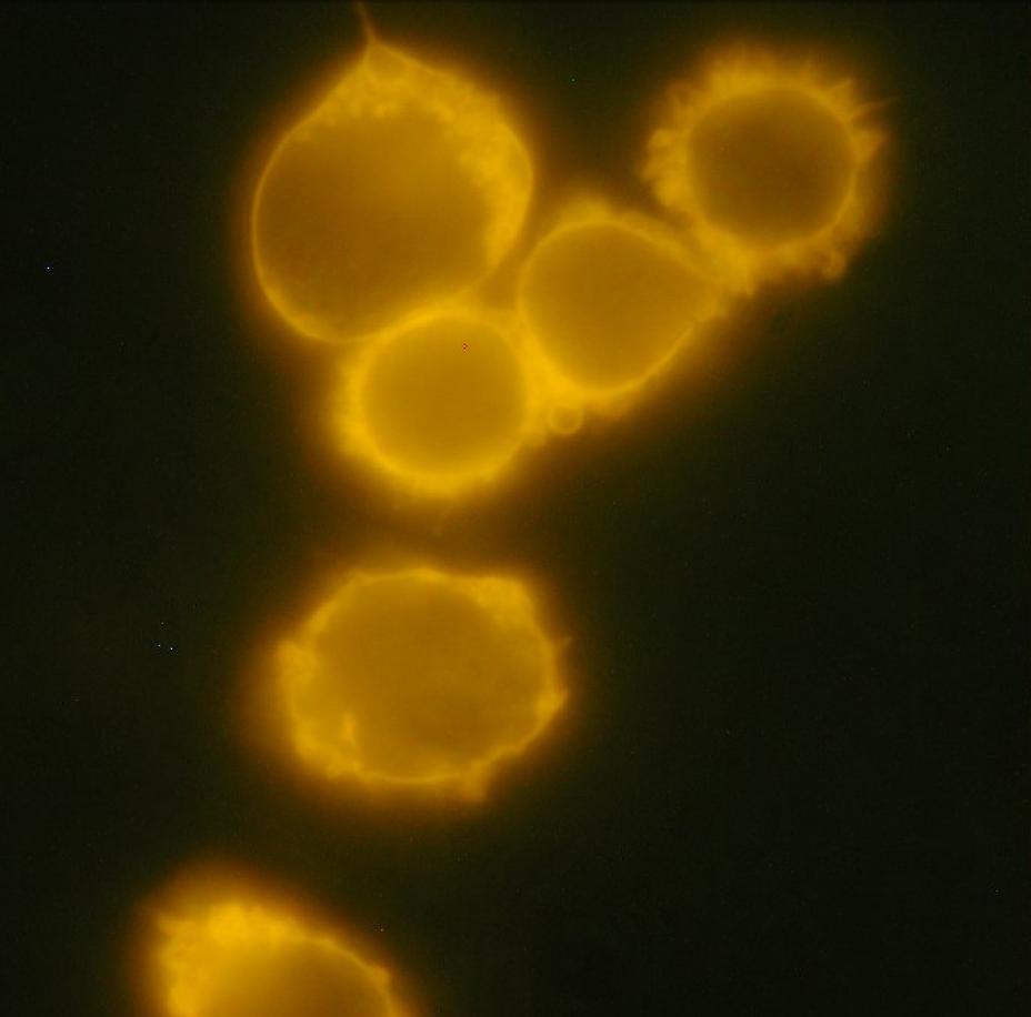 Anti-CD34 / Mucosialin Monoclonal Antibody (Clone:4H11[APG])-PE Conjugated