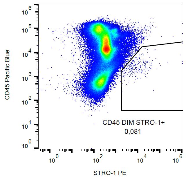 PE Conjugated Anti-STRO-1 Monoclonal Antibody (Clone:STRO-1)