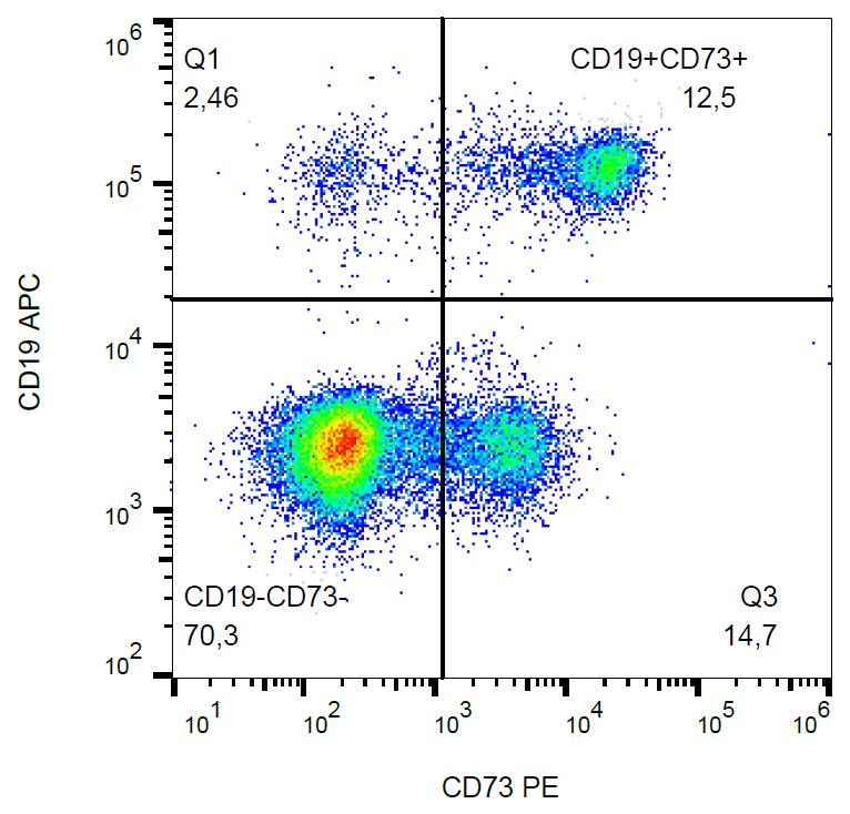 Anti-CD73 Monoclonal Antibody (Clone:AD2)-PE Conjugated