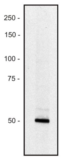 PE Conjugated Anti-PCLO Monoclonal Antibody (Clone:PCLO-01)