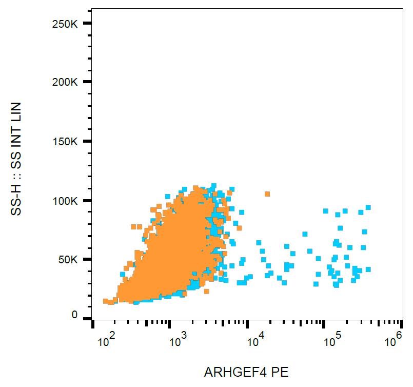 PE Conjugated, Anti-ARHGEF4 / ASEF1 Monoclonal Antibody (Clone:ARHGEF-08)