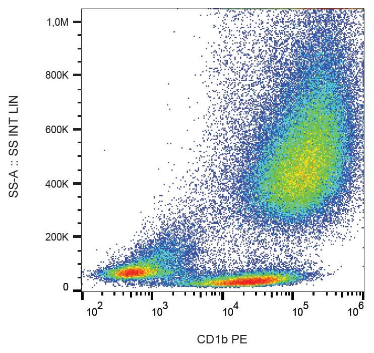 PE Conjugated Anti-CD1b Monoclonal Antibody (Clone:SN13)