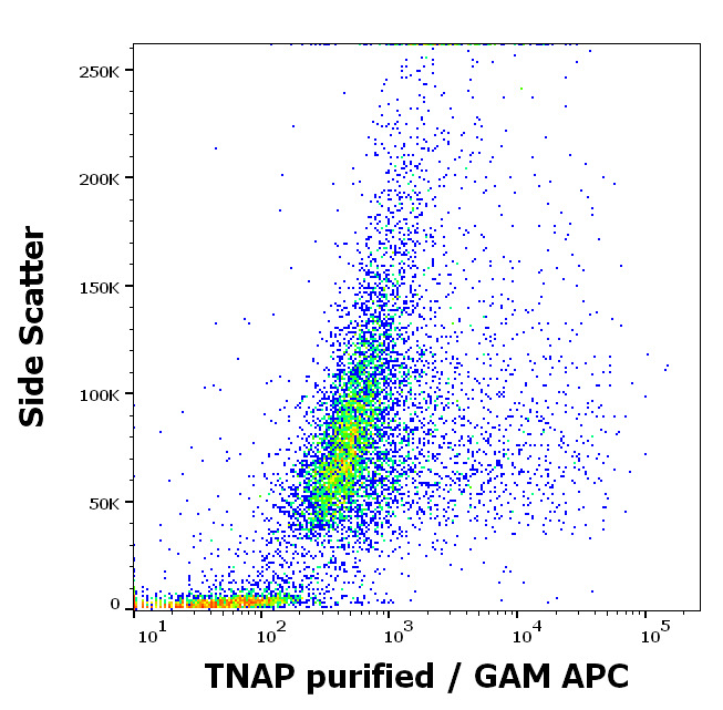 Anti-TNAP Antibody (Clone : W8B2B10)