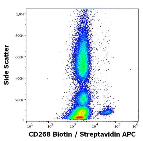 Anti-Human CD268 Biotin Conjugated Antibody (Clone : 11C1)