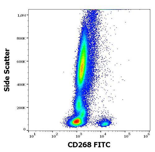 Anti-Human CD268 FITC (Clone : 11C1)