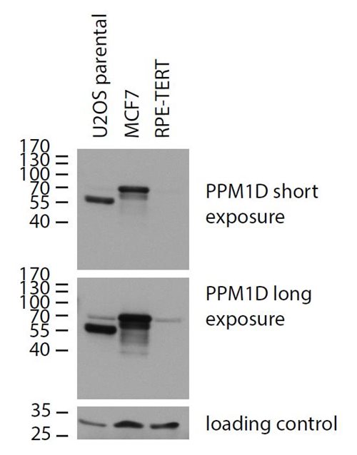 Anti-PPM1D Purified