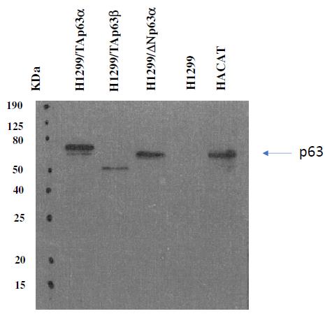 Anti-p63 Purified