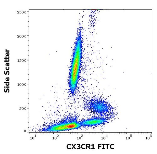 Anti-Human CX3CR1 Monoclonal Antibody (Clone:2A9-1) FITC Conjugated