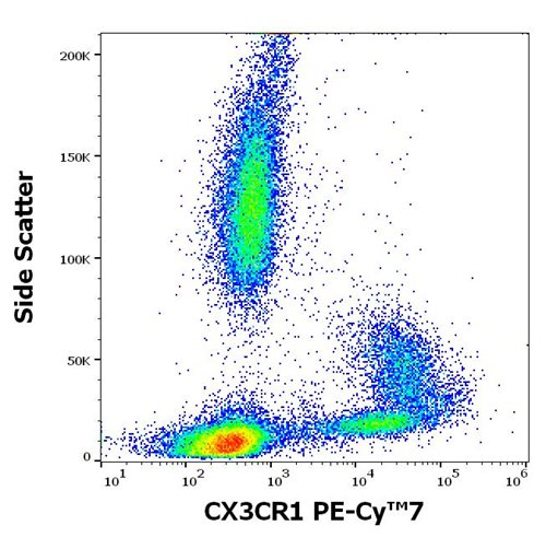 Anti-Human CX3CR1 Monoclonal Antibody (Clone:2A9-1) PE-Cy™7 Conjugated