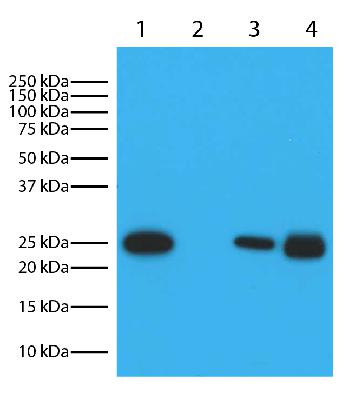 Goat Anti-Mouse Kappa-HRP Conjugated