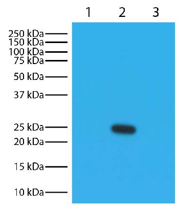 Goat Anti-Mouse Lambda-HRP Conjugated