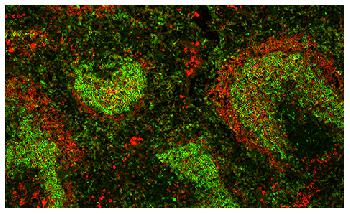 Rat Anti-Mouse IgD-Biotin Conjugated