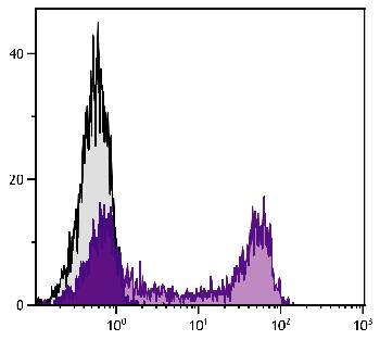 Rat Anti-Mouse IgG2b-FITC