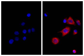 Rat Anti-Mouse IgG2b-Biotin Conjugated