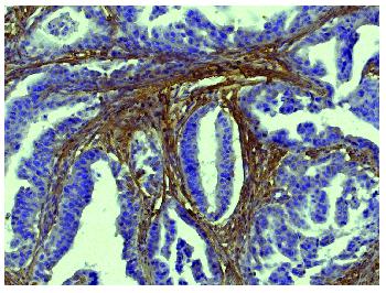 Goat Anti-Type I Collagen-Biotin Conjugated