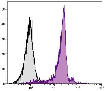 Rat Anti-Mouse CD44-PE