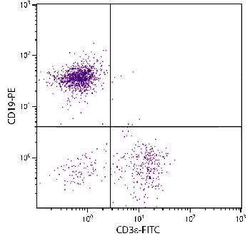 Rat Anti-Mouse CD19-PE