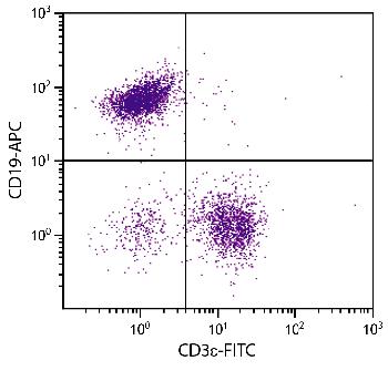 Rat Anti-Mouse CD19-APC
