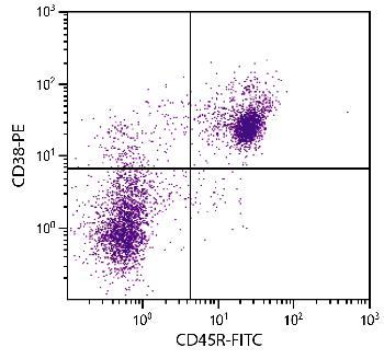 Rat Anti-Mouse CD38-PE