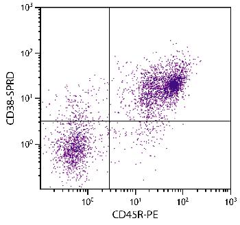 Rat Anti-Mouse CD38-R-PE/CY5