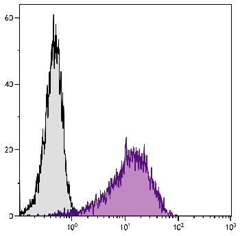 Rat Anti-Mouse LPAM-1-PE