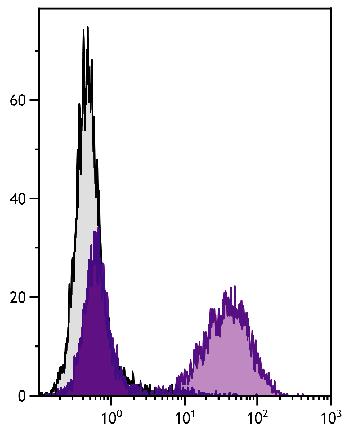 Rat Anti-Mouse MHC Class II-Biotin Conjugated