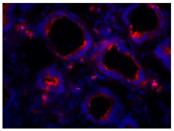 Mouse Anti-Chicken IgA-Biotin Conjugated