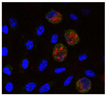 Mouse Anti-Chicken Monocyte/Macrophage-PE