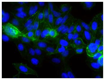 Mouse Anti-Human CD44-FITC