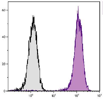 Mouse Anti-Human CD107a-PE