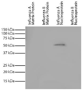 Mouse Anti-Influenza A, Nucleoprotein