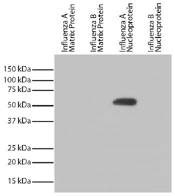 Mouse Anti-Influenza A, Nucleoprotein