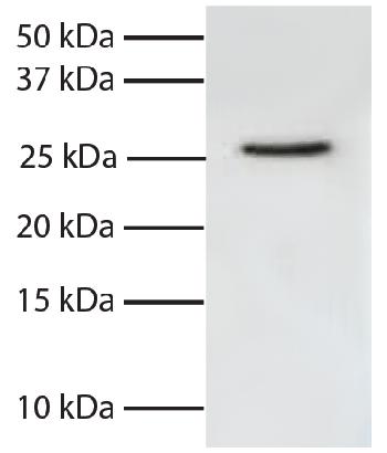 Mouse Anti-Human FADD-SEPH