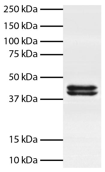 Mouse Anti-Human Erk1/2 (MAPK)-Biotin Conjugated