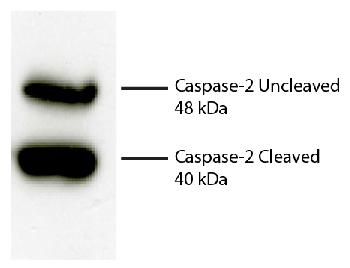 Rat Anti-Human Caspase-2