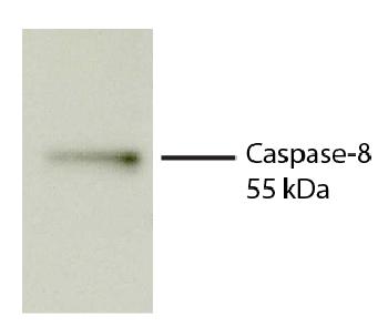 Rat Anti-Human Caspase-8