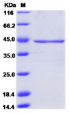 Recombinant Human Sialidase-2/NEU2(C-His), HEK293 cells