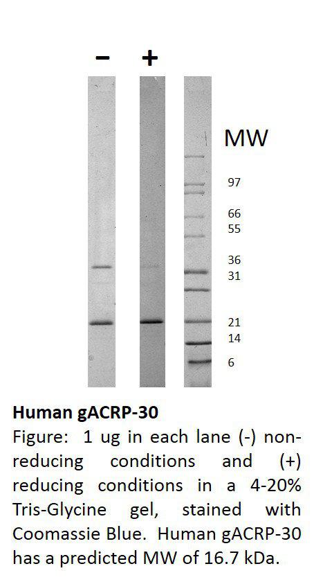 Human globular ACRP-30 (AF)