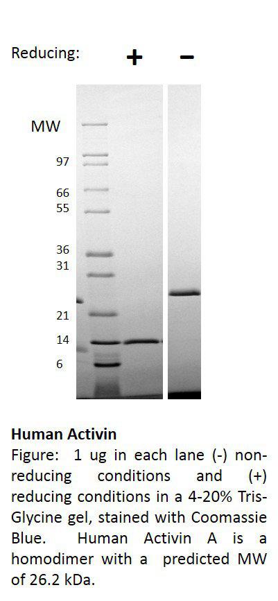 Human Activin A