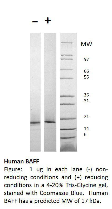 Human BAFF / BLyS