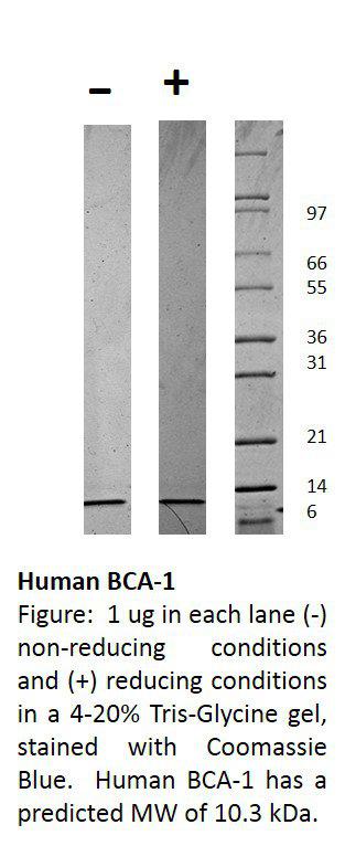 Human Beta-cell Attracting Chemokine 1 (CXCL13)