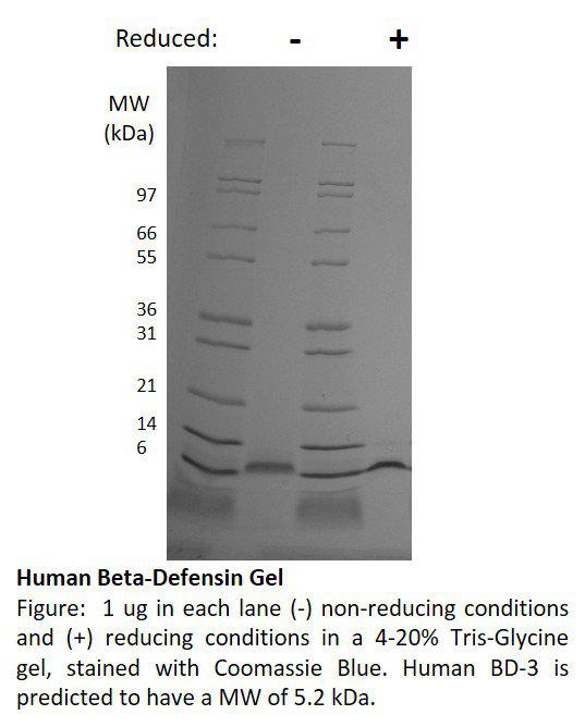 Human Beta Defensin-3