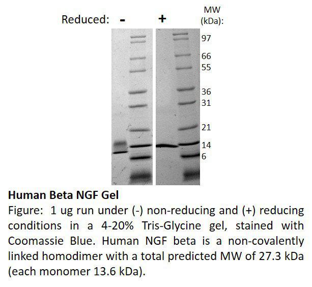 Human Beta-Nerve Growth Factor