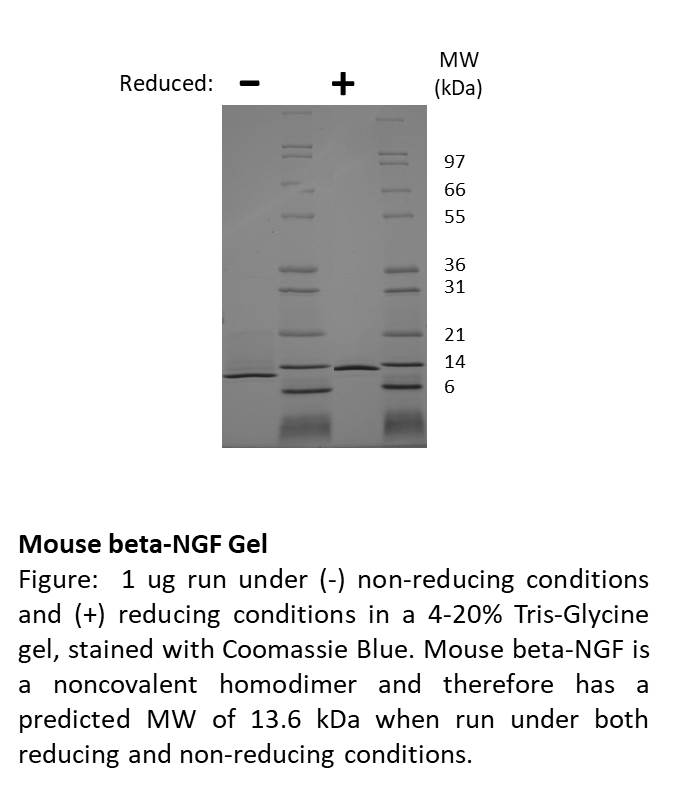 Mouse Beta-Nerve Growth Factor